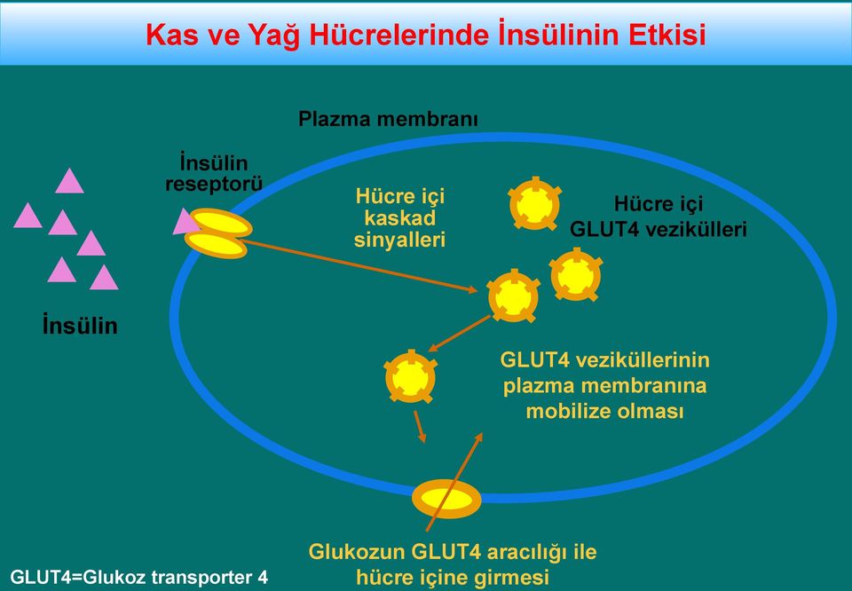 İnsülin GLUT4 veziküllerinin plazma membranına mobilize olması