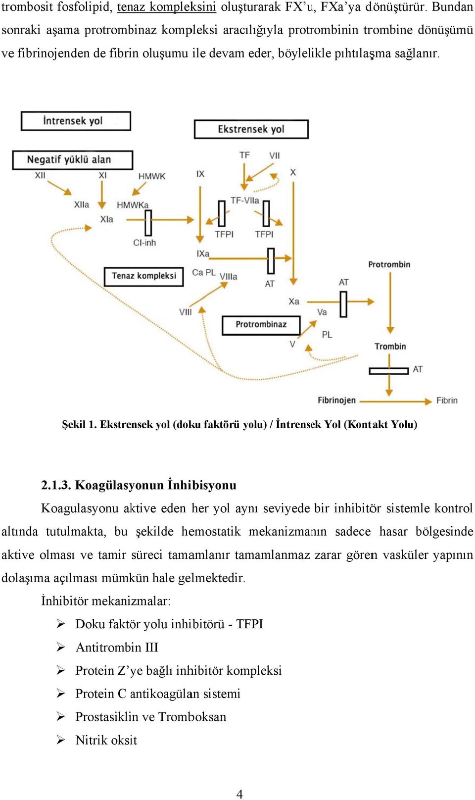 Ekstrensek yol (doku faktörü yolu) / İntrensek Yol (Kontakt Yolu) 2.1.3.