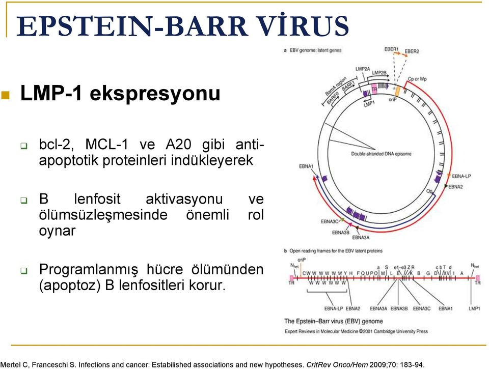 hücre ölümünden (apoptoz) B lenfositleri korur. Mertel C, Franceschi S.