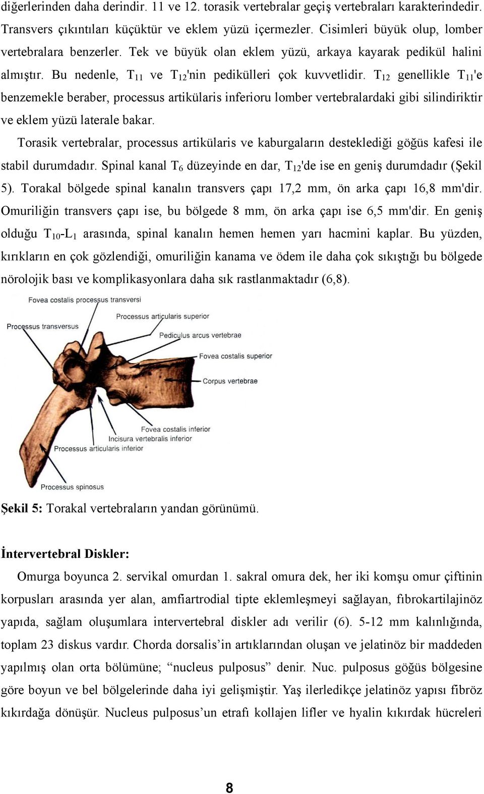 T 12 genellikle T 11 'e benzemekle beraber, processus artikülaris inferioru lomber vertebralardaki gibi silindiriktir ve eklem yüzü laterale bakar.