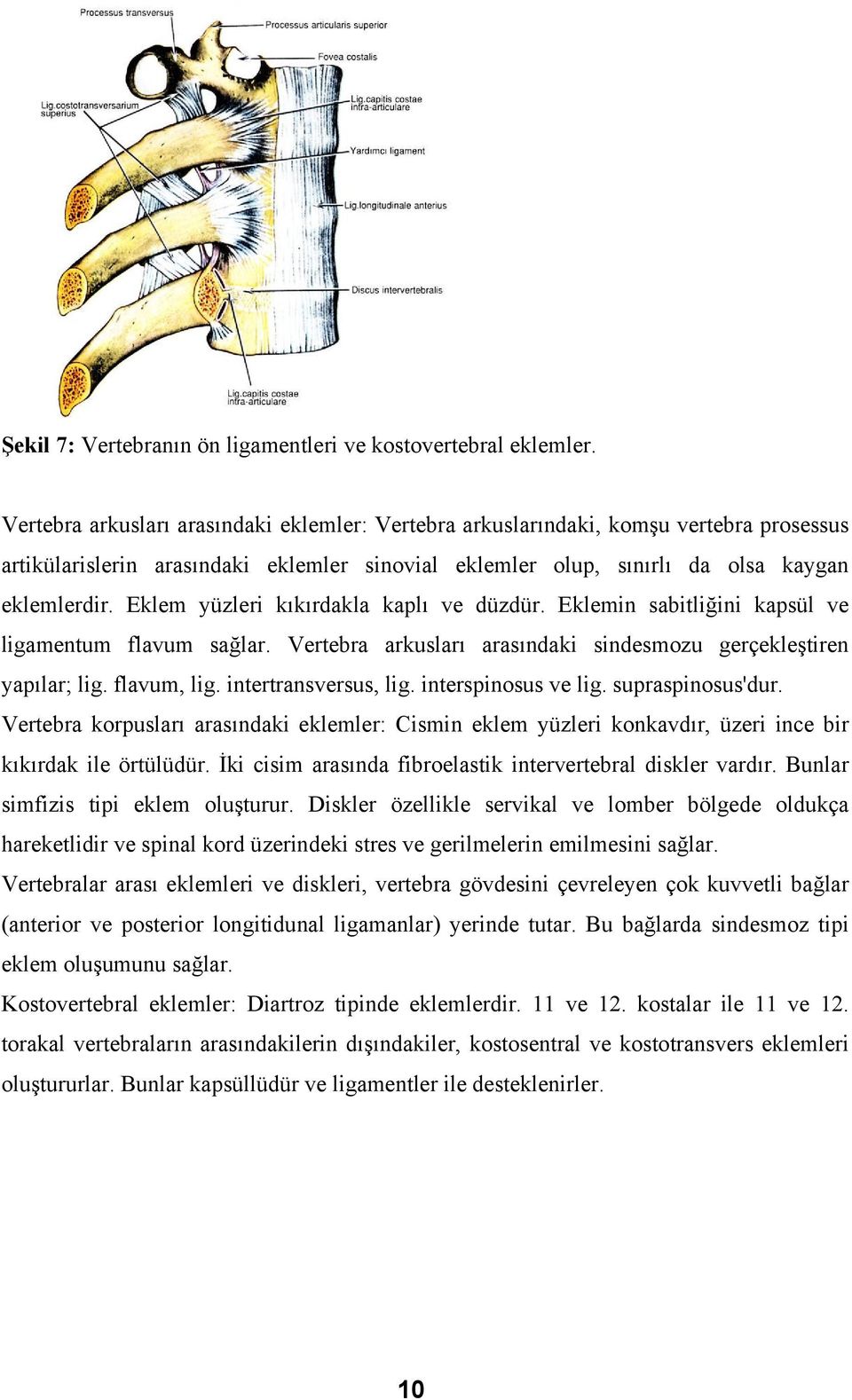 Eklem yüzleri kıkırdakla kaplı ve düzdür. Eklemin sabitliğini kapsül ve ligamentum flavum sağlar. Vertebra arkusları arasındaki sindesmozu gerçekleştiren yapılar; lig. flavum, lig.