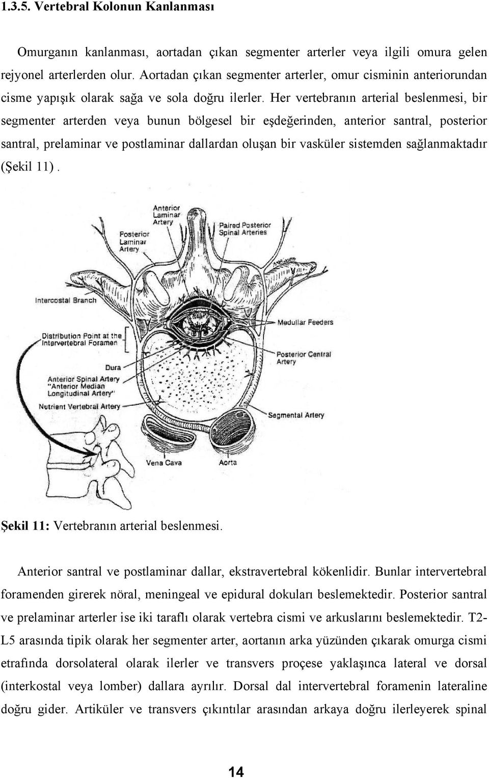 Her vertebranın arterial beslenmesi, bir segmenter arterden veya bunun bölgesel bir eşdeğerinden, anterior santral, posterior santral, prelaminar ve postlaminar dallardan oluşan bir vasküler