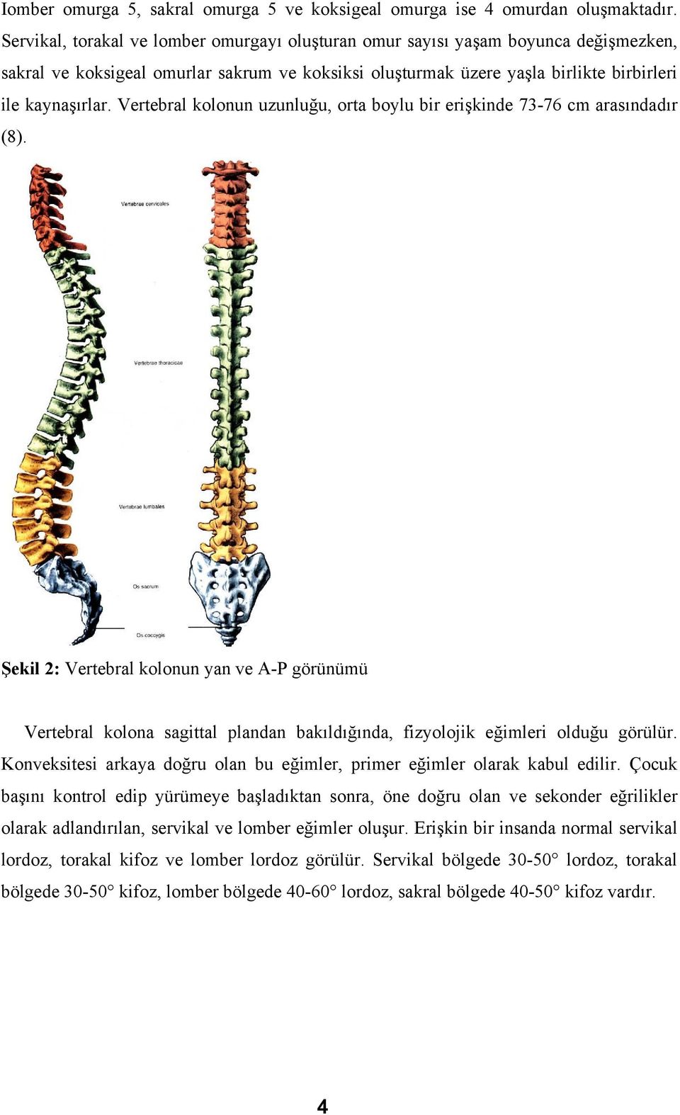 Vertebral kolonun uzunluğu, orta boylu bir erişkinde 73-76 cm arasındadır (8).