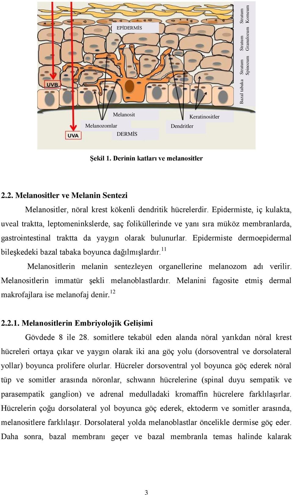 Epidermiste, iç kulakta, uveal traktta, leptomeninkslerde, saç foliküllerinde ve yanı sıra müköz membranlarda, gastrointestinal traktta da yaygın olarak bulunurlar.