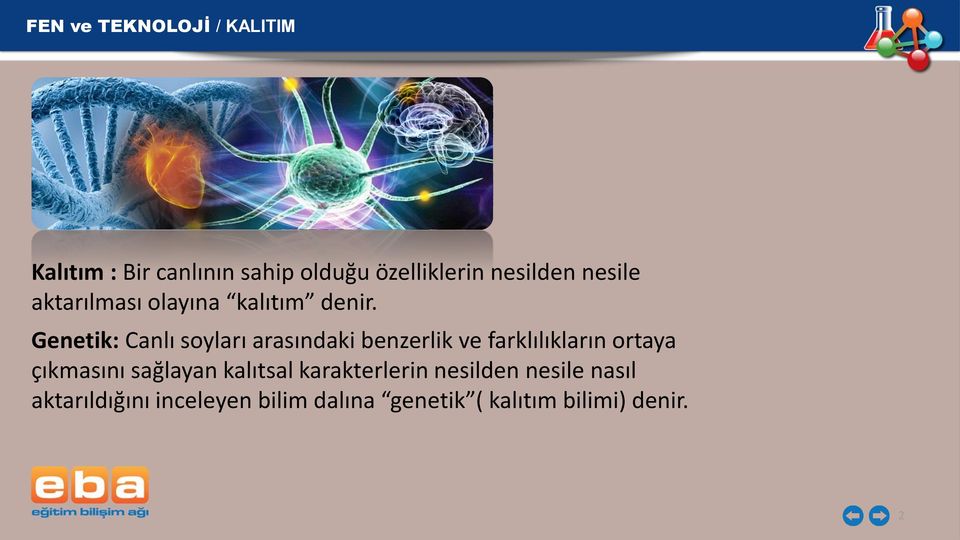 Genetik: Canlı soyları arasındaki benzerlik ve farklılıkların ortaya