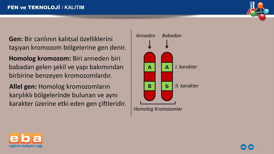 kromozomlardır.