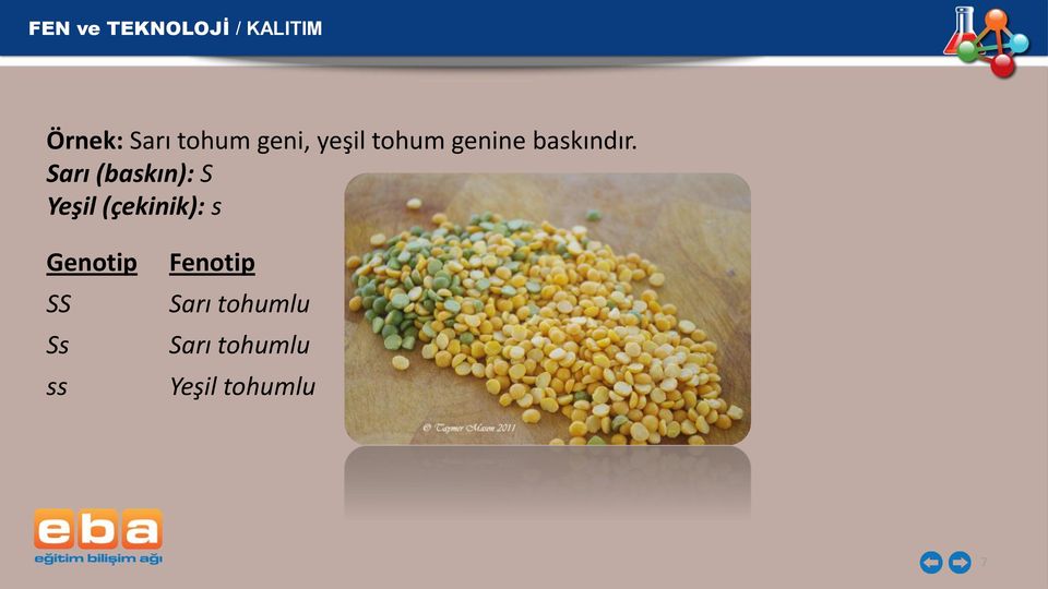 Sarı (baskın): S Yeşil (çekinik): s