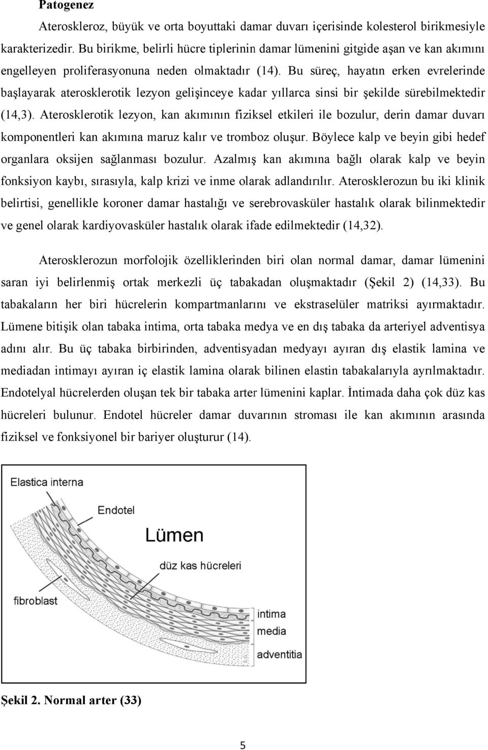 Bu süreç, hayatın erken evrelerindee başlayarak aterosklerotik lezyon gelişinceye kadar yıllarca sinsi bir şekilde sürebilmektedir (14,3).