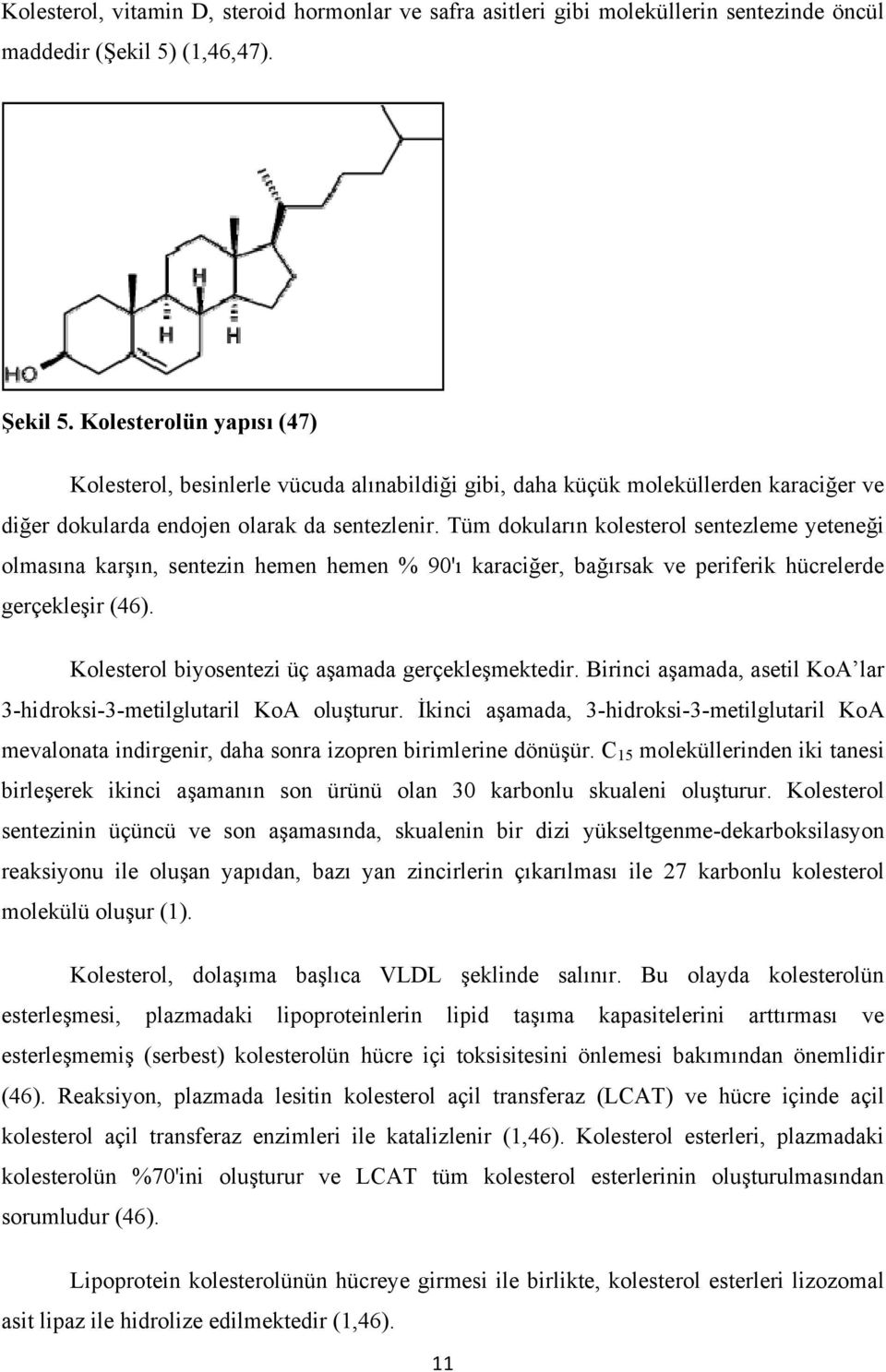 Tüm dokuların kolestero sentezleme yeteneği olmasına karşın, sentezin hemen hemen % 90'ı karaciğer, bağırsak ve periferik hücrelerdee gerçekleşir (46).