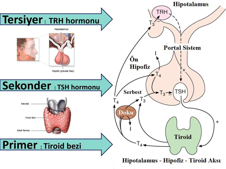 : TSH hormonu