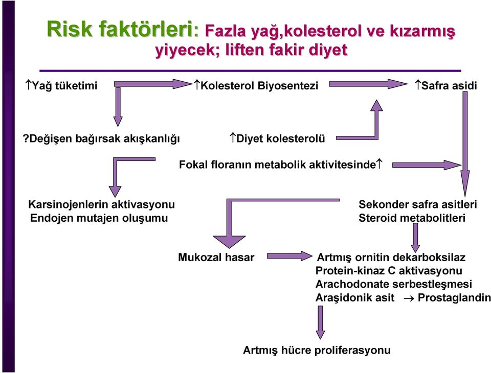 değişen bağırsak akışkanlığı Diyet kolesterolü Fokal floranın metabolik aktivitesinde Karsinojenlerin aktivasyonu