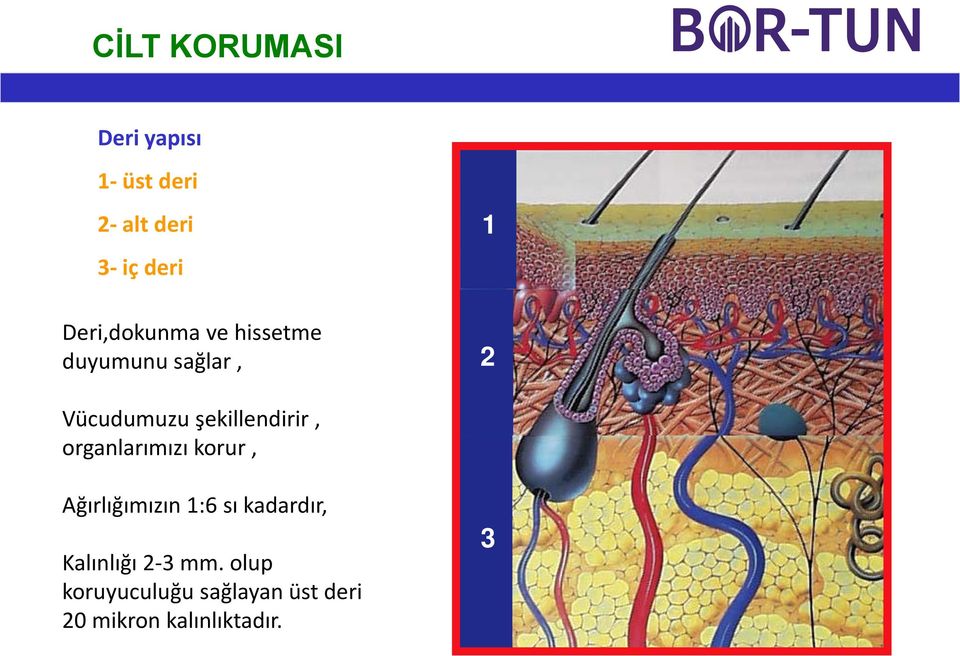 şekillendirir, organlarımızı korur, Ağırlığımızın 1:6 sı kadardır,