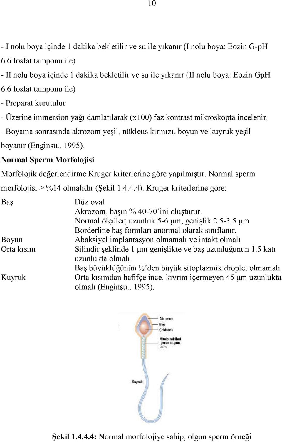 - Boyama sonrasında akrozom yeşil, nükleus kırmızı, boyun ve kuyruk yeşil boyanır (Enginsu., 1995). Normal Sperm Morfolojisi Morfolojik değerlendirme Kruger kriterlerine göre yapılmıştır.