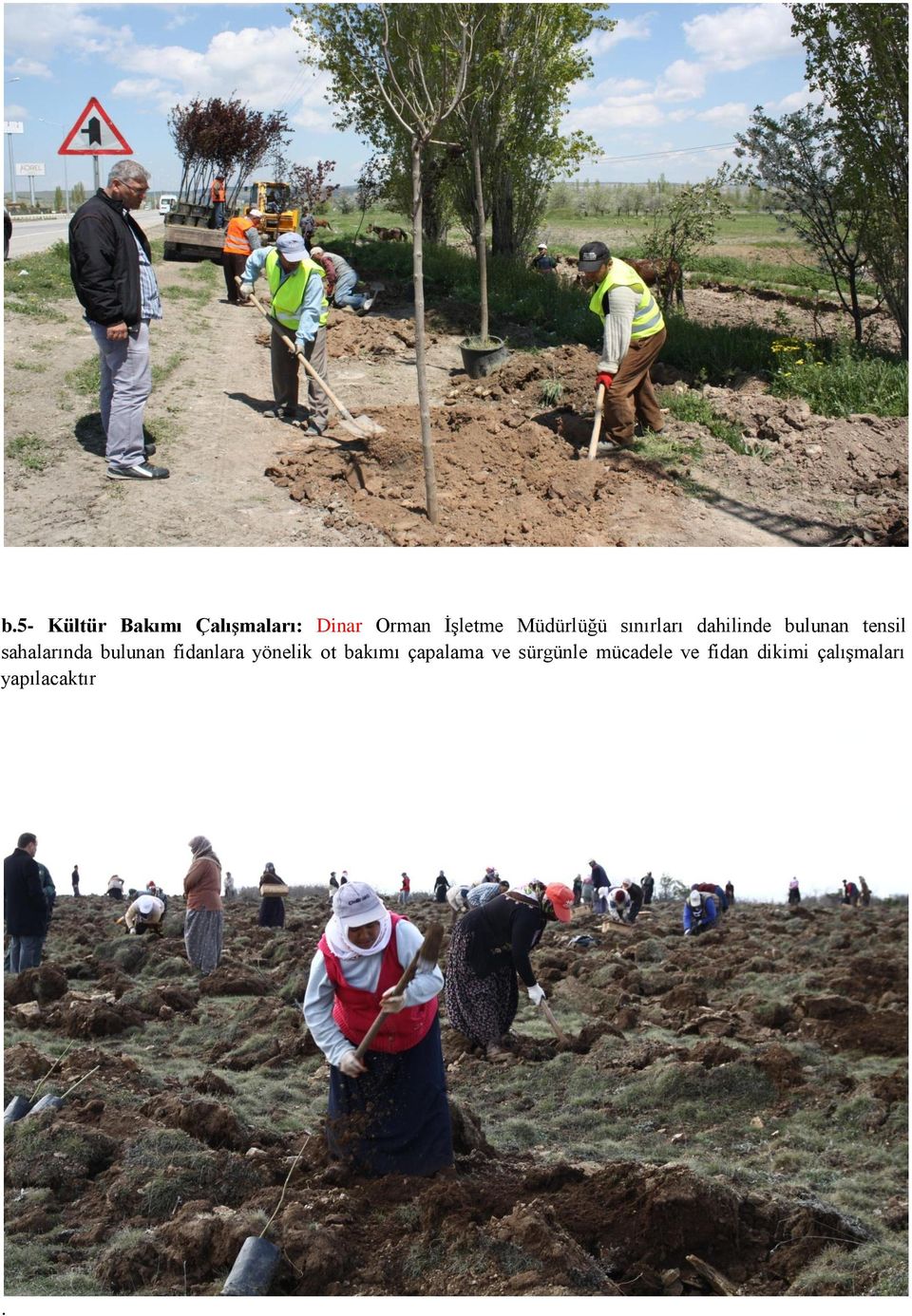 sahalarında bulunan fidanlara yönelik ot bakımı