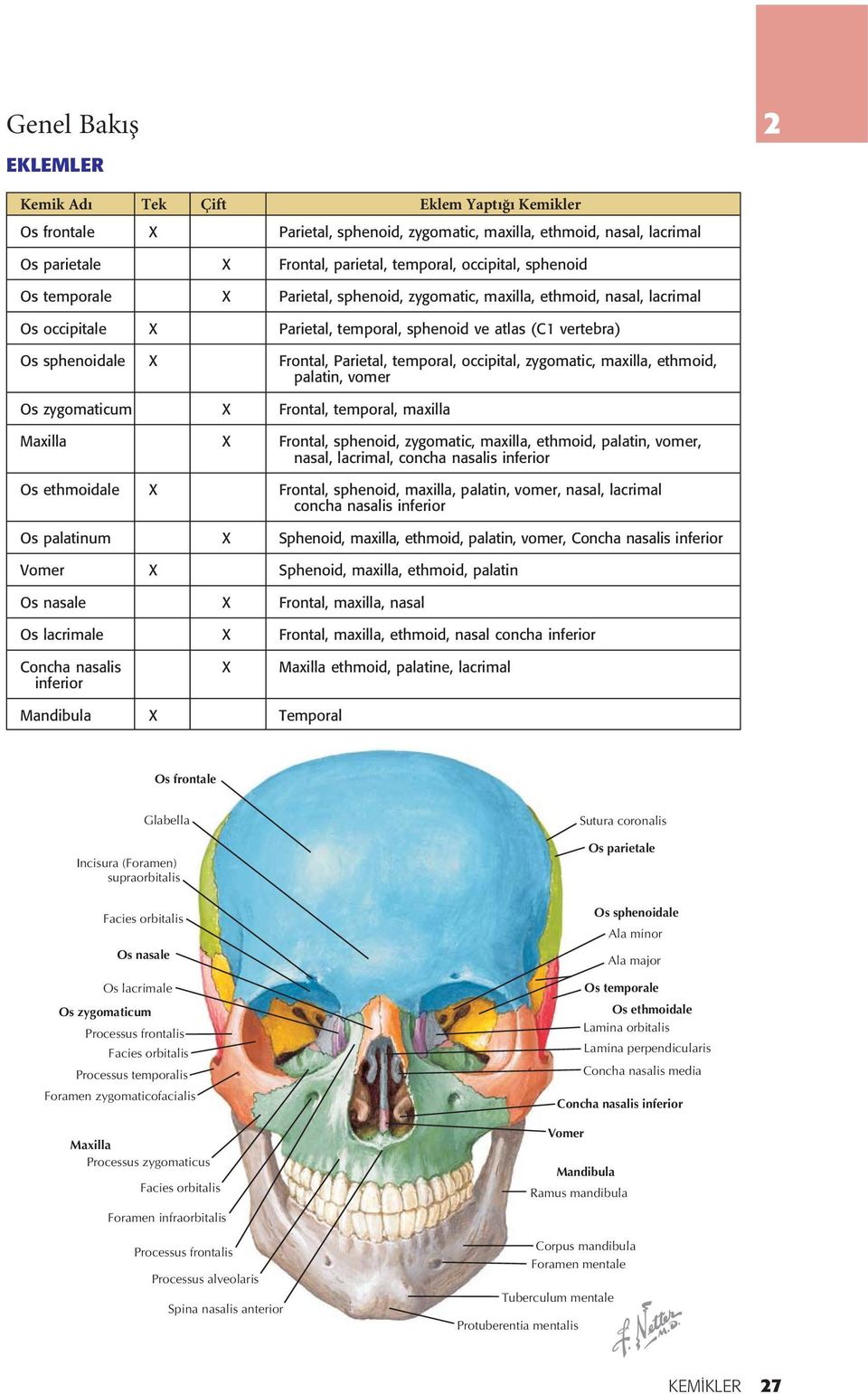 temporal, occipital, zygomatic, maxilla, ethmoid, palatin, vomer Os zygomaticum X Frontal, temporal, maxilla Maxilla X Frontal, sphenoid, zygomatic, maxilla, ethmoid, palatin, vomer, nasal, lacrimal,