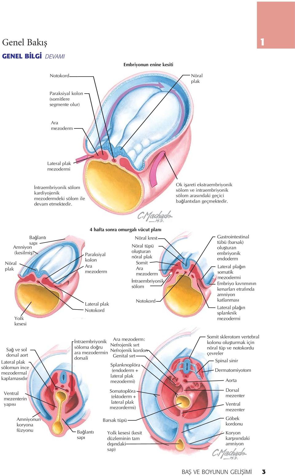 Nöral plak Bağlantı sapı Amniyon (kesilmiş) Yolk kesesi Sağ ve sol dorsal aort Lateral plak sölomun ince mezodermal kaplamasıdır Ventral mezenterin yapısı Amniyonun koryona füzyonu Paraksiyal kolon