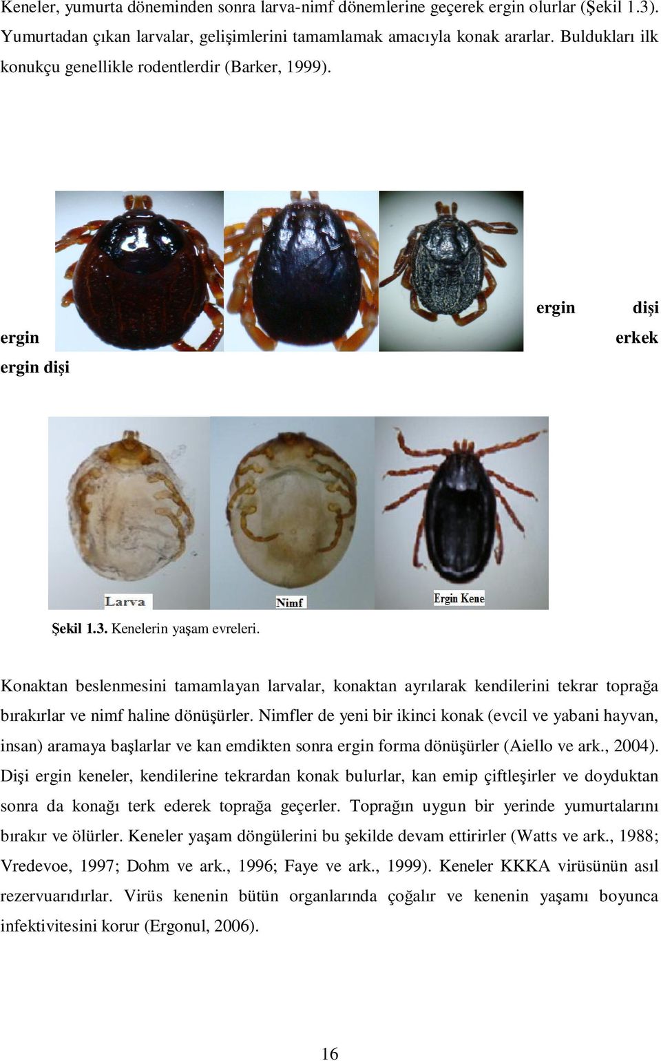 Konaktan beslenmesini tamamlayan larvalar, konaktan ayrılarak kendilerini tekrar toprağa bırakırlar ve nimf haline dönüşürler.