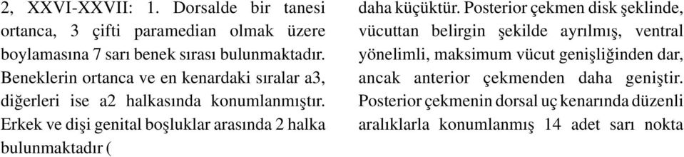 yönelimli, maksimum vücut genişliğinden dar, Beneklerin ortanca ve en kenardaki sıralar a3, ancak anterior çekmenden daha geniştir. diğerleri ise a2 halkasında konumlanmıştır.