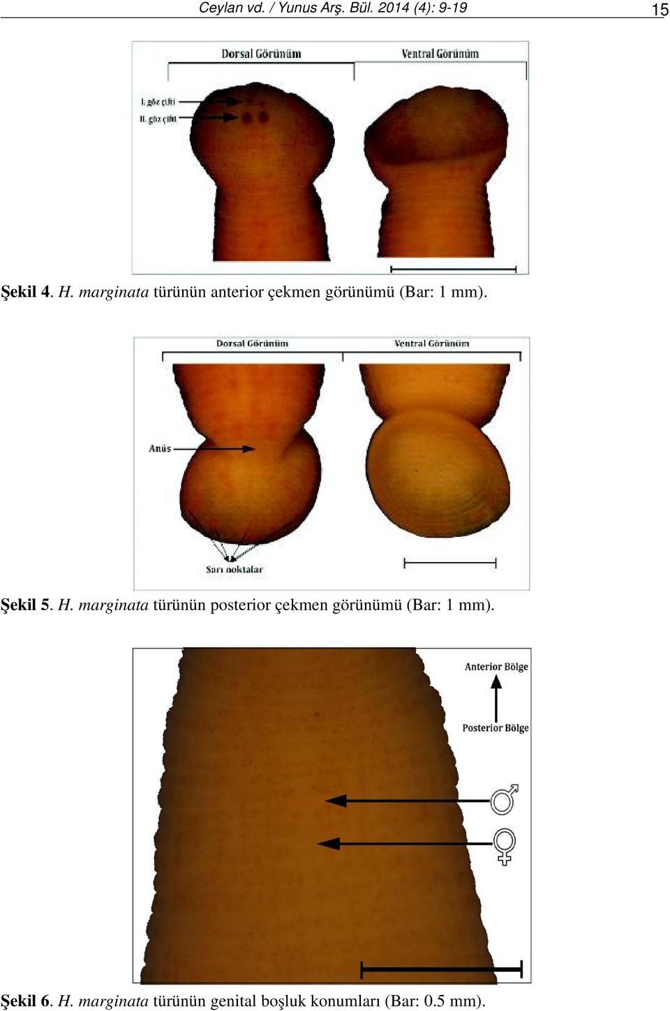 H. marginata türünün posterior çekmen görünümü (Bar: 1 mm).