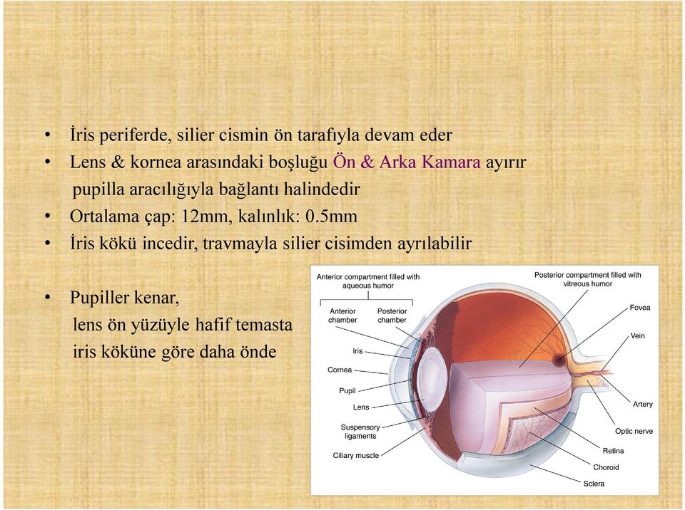 Ortalama çap: 12mm, kalınlık: 0.