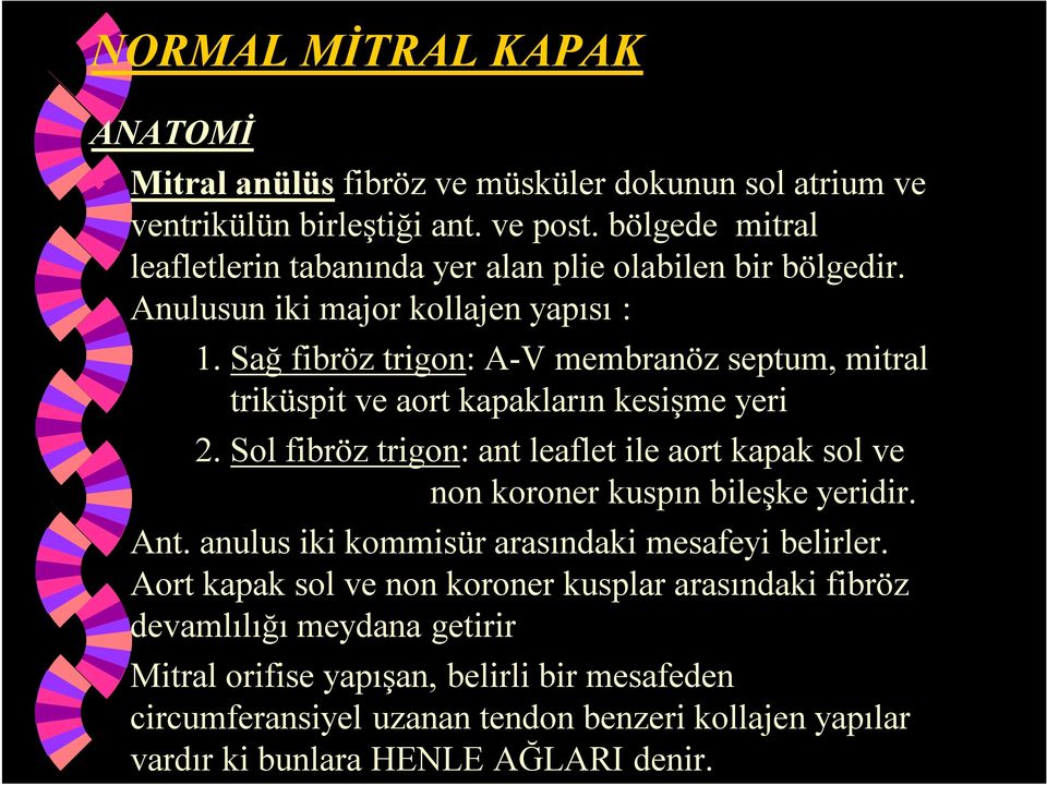 Sağ fibröz trigon: A-V membranöz septum, mitral triküspit ve aort kapakların kesişme yeri 2.