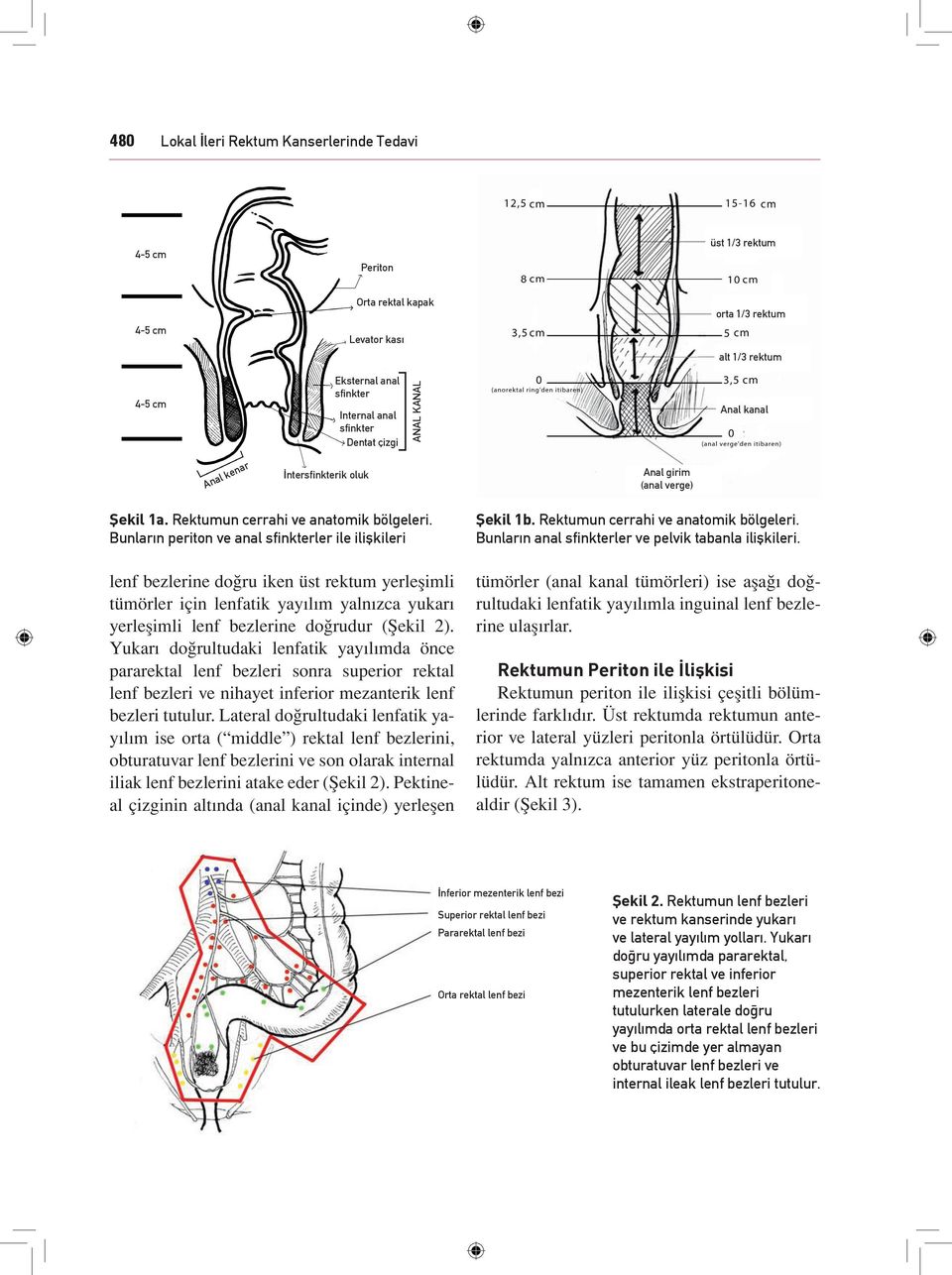 Bunların periton ve anal sfinkterler ile ilişkileri lenf bezlerine doğru iken üst rektum yerleşimli tümörler için lenfatik yayılım yalnızca yukarı yerleşimli lenf bezlerine doğrudur (Şekil 2).