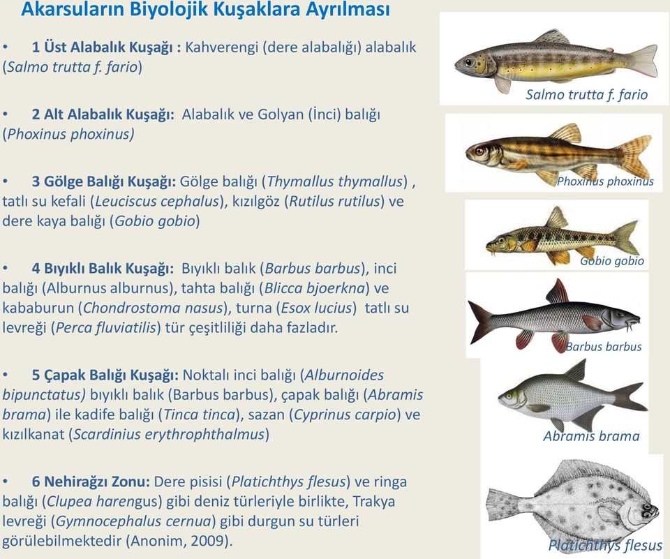 fario 3 Gölge Balığı Kuşağı: Gölge balığı (Thymallus thymallus), tatlı su kefali (Leuciscus cephalus), kızılgöz (Rutilus rutilus) ve dere kaya balığı (Gobio gobio) 4 Bıyıklı Balık Kuşağı: Bıyıklı