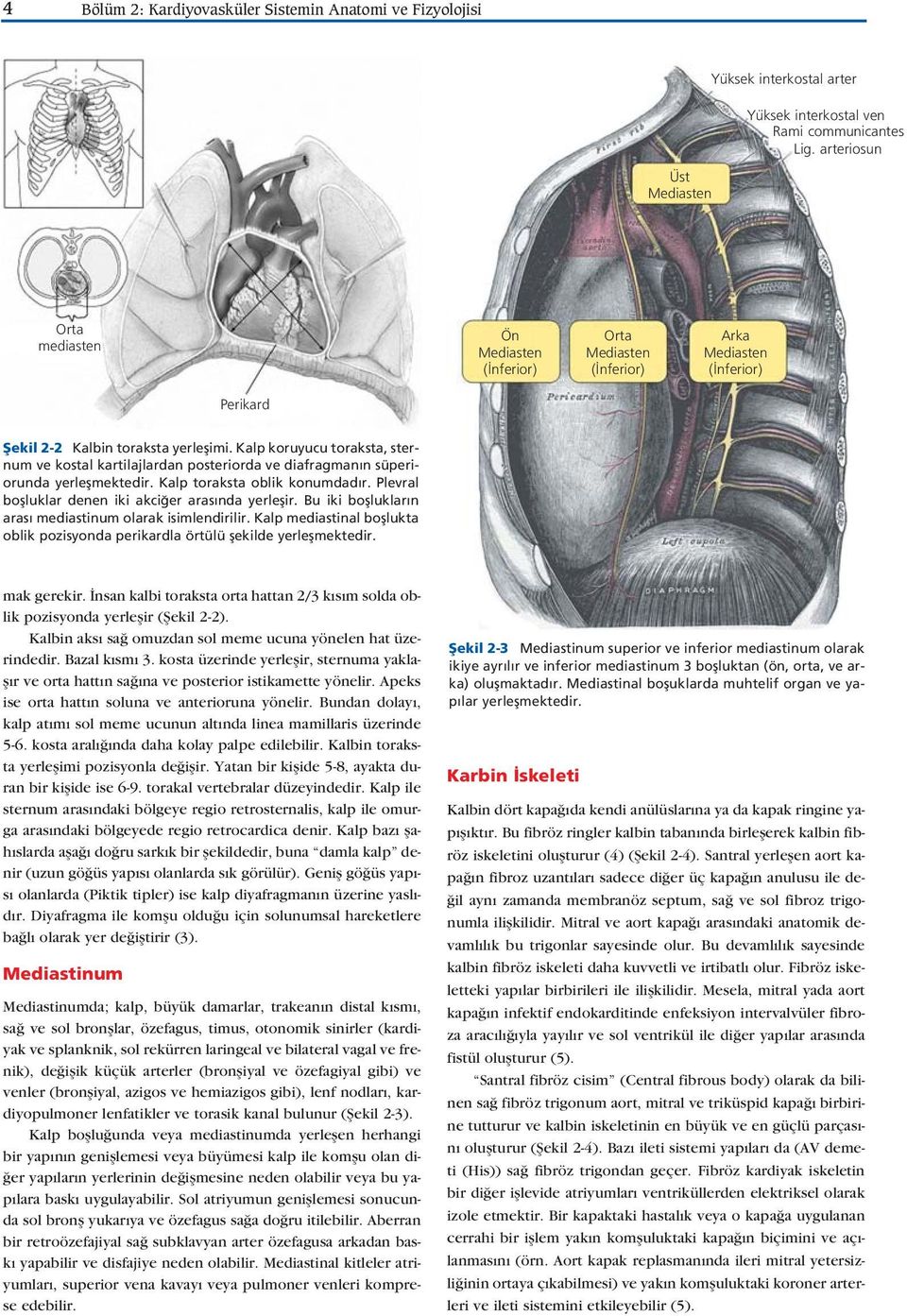 Kalp koruyucu toraksta, sternum ve kostal kartilajlardan posteriorda ve diafragman n süperiorunda yerleflmektedir. Kalp toraksta oblik konumdad r.