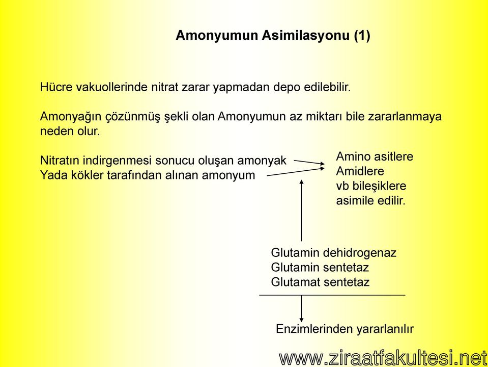 Nitratın indirgenmesi sonucu oluşan amonyak Yada kökler tarafından alınan amonyum Amino asitlere