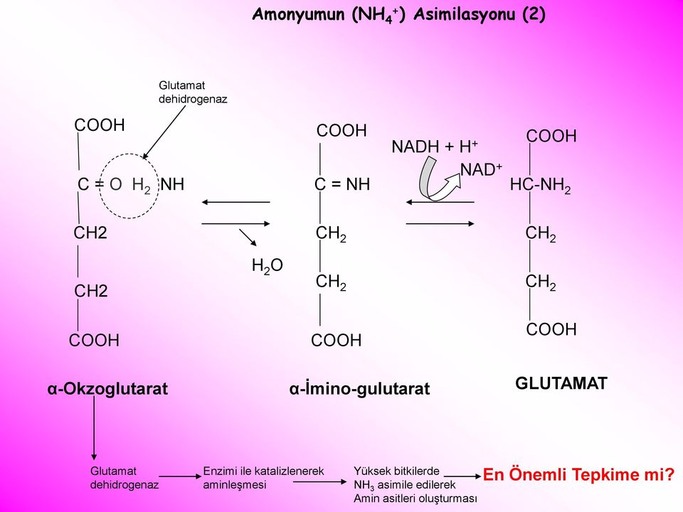 α-ġmino-gulutarat CH 2 CH 2 COOH GLUTAMAT Glutamat dehidrogenaz Enzimi ile