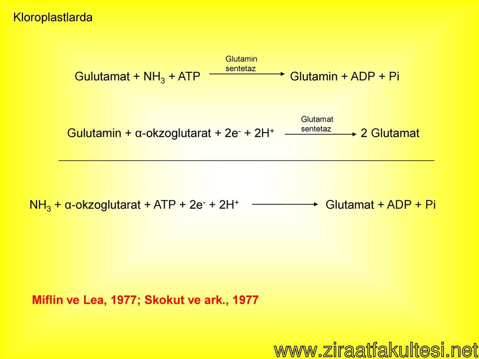 Glutamin + ADP + Pi Gulutamin + α-okzoglutarat + 2e - + 2H +