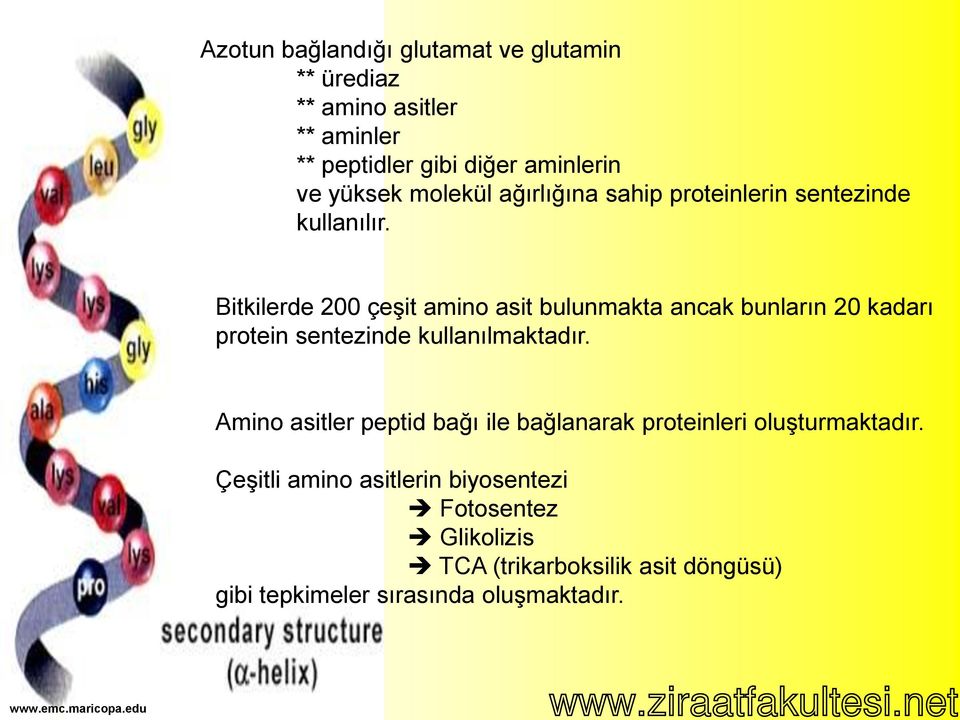 Bitkilerde 200 çeşit amino asit bulunmakta ancak bunların 20 kadarı protein sentezinde kullanılmaktadır.