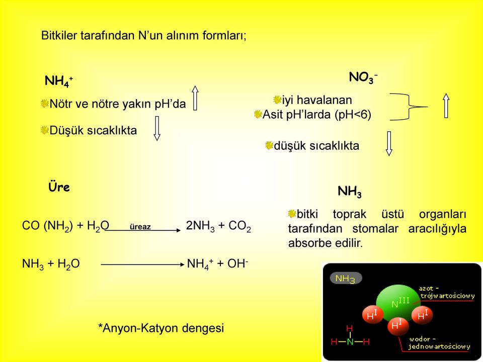 2 ) + H 2 O üreaz 2NH 3 + CO 2 NH 3 bitki toprak üstü organları tarafından