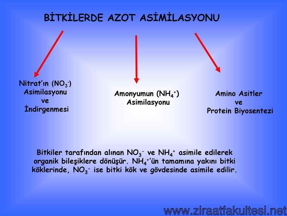 Amonyumun (NH 4+ ) Asimilasyonu Amino Asitler ve Protein Biyosentezi Bitkiler