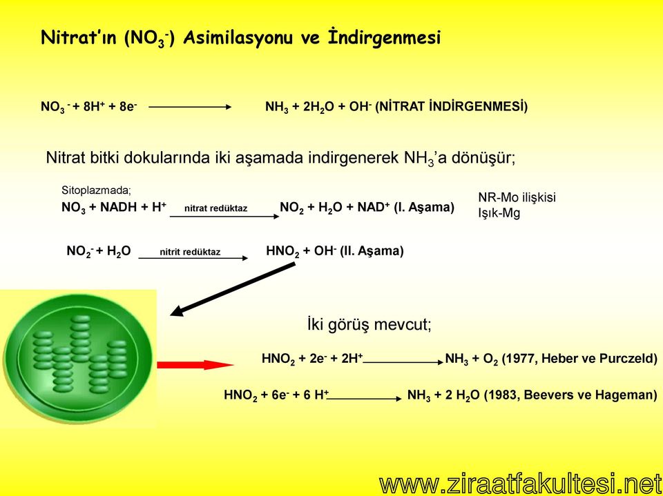 bitki dokularında iki aşamada indirgenerek NH 3 a dönüşür; Sitoplazmada; NO 3 + NADH + H + nitrat redüktaz NO 2 + H 2 O +