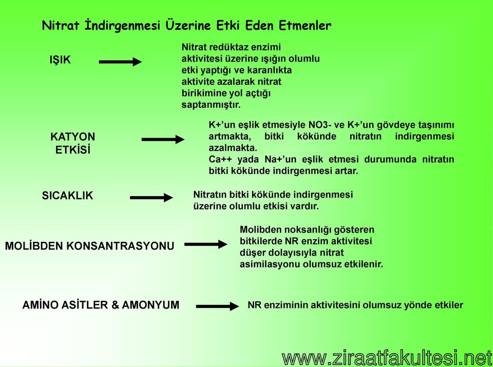 karanlıkta aktivite azalarak nitrat birikimine yol açtığı saptanmıģtır.