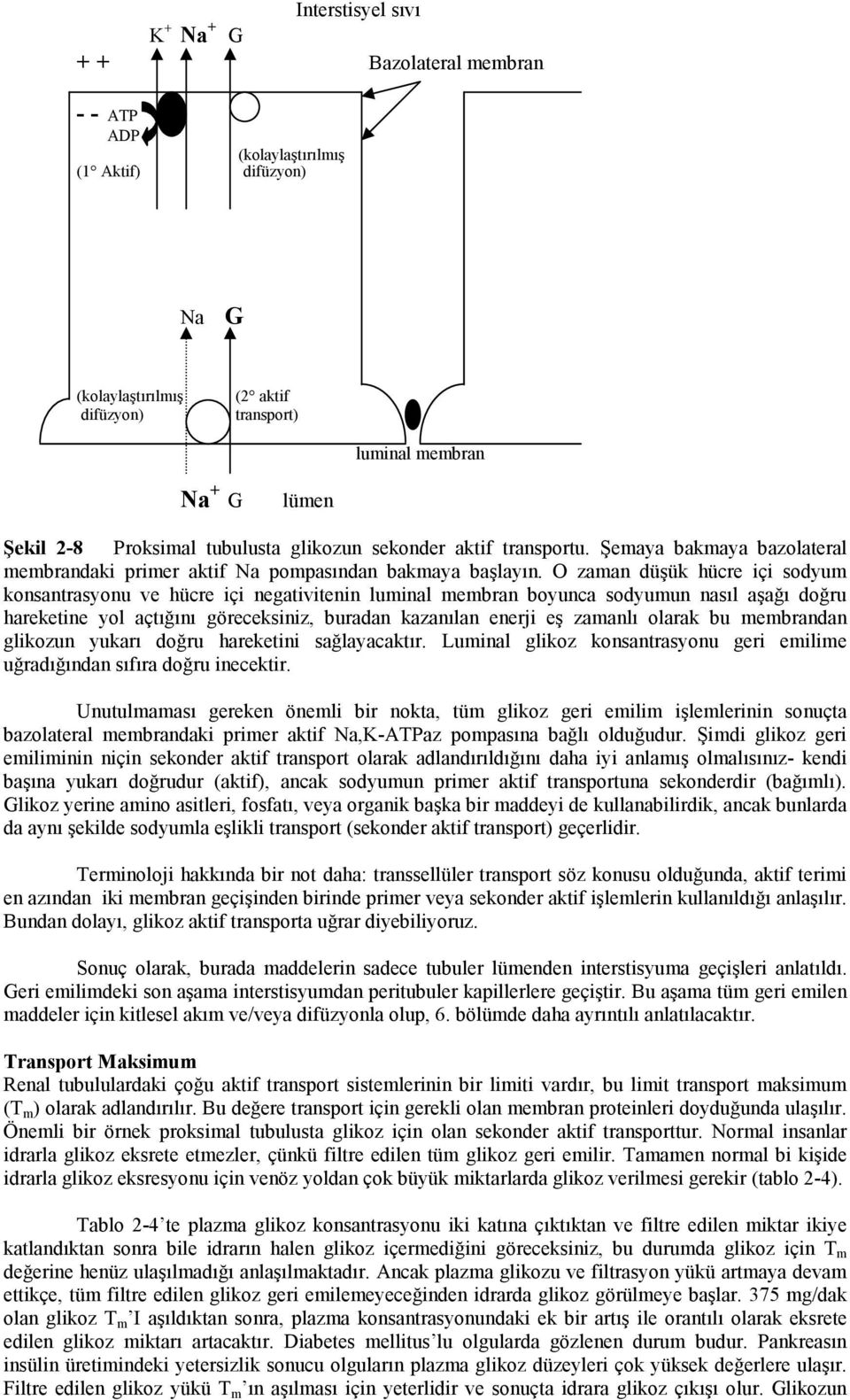 O zaman düşük hücre içi sodyum konsantrasyonu ve hücre içi negativitenin luminal membran boyunca sodyumun nasıl aşağı doğru hareketine yol açtığını göreceksiniz, buradan kazanılan enerji eş zamanlı