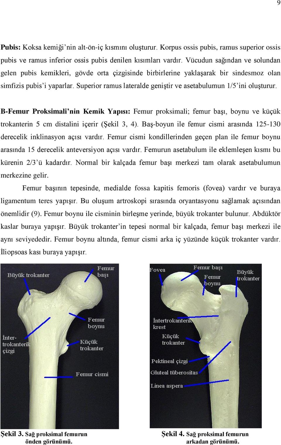 Superior ramus lateralde geniģtir ve asetabulumun 1/5 ini oluģturur. B-Femur Proksimali nin Kemik Yapısı: Femur proksimali; femur baģı, boynu ve küçük trokanterin 5 cm distalini içerir (ġekil 3, 4).