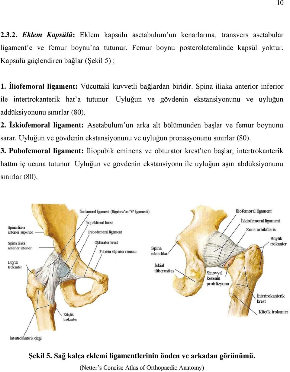 Uyluğun ve gövdenin ekstansiyonunu ve uyluğun addüksiyonunu sınırlar (80). 2. Ġskiofemoral ligament: Asetabulum un arka alt bölümünden baģlar ve femur boynunu sarar.