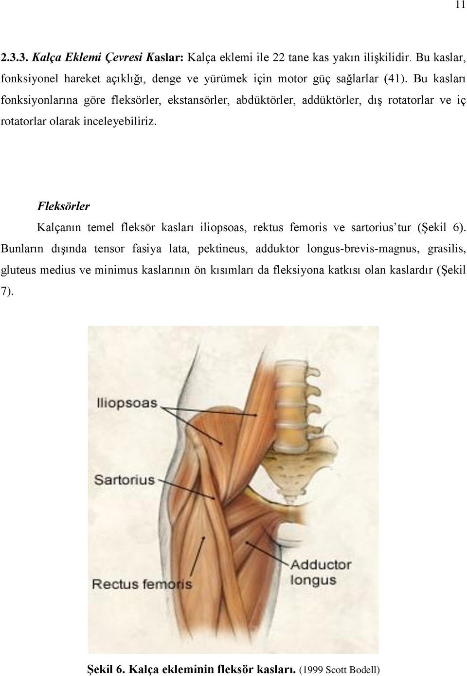 Bu kasları fonksiyonlarına göre fleksörler, ekstansörler, abdüktörler, addüktörler, dıģ rotatorlar ve iç rotatorlar olarak inceleyebiliriz.