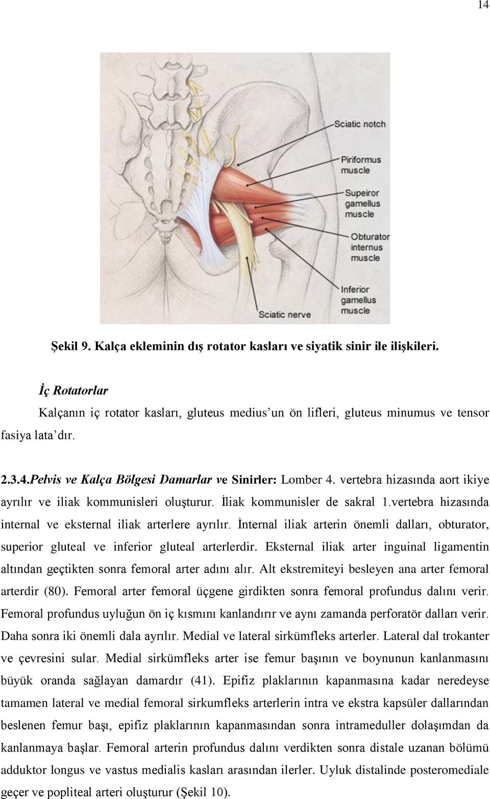 vertebra hizasında internal ve eksternal iliak arterlere ayrılır. Ġnternal iliak arterin önemli dalları, obturator, superior gluteal ve inferior gluteal arterlerdir.