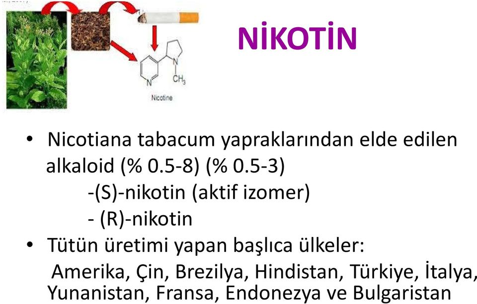 5-3) -(S)-nikotin (aktif izomer) - (R)-nikotin Tütün üretimi