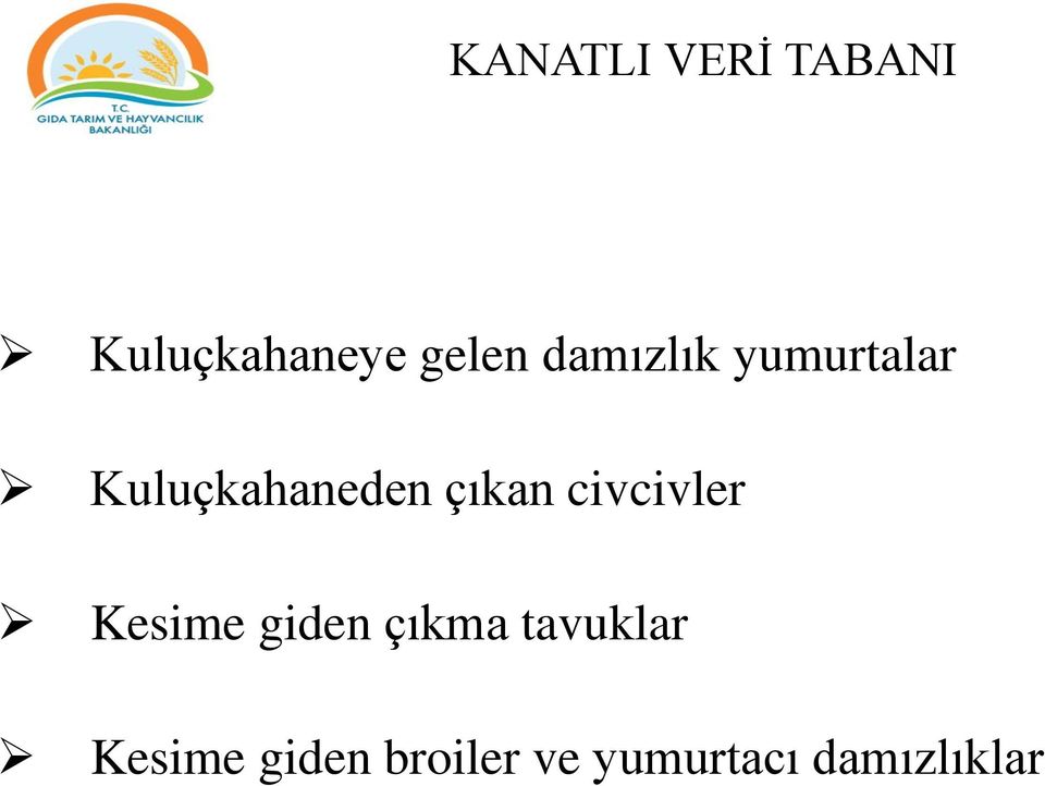 civcivler Kesime giden çıkma tavuklar