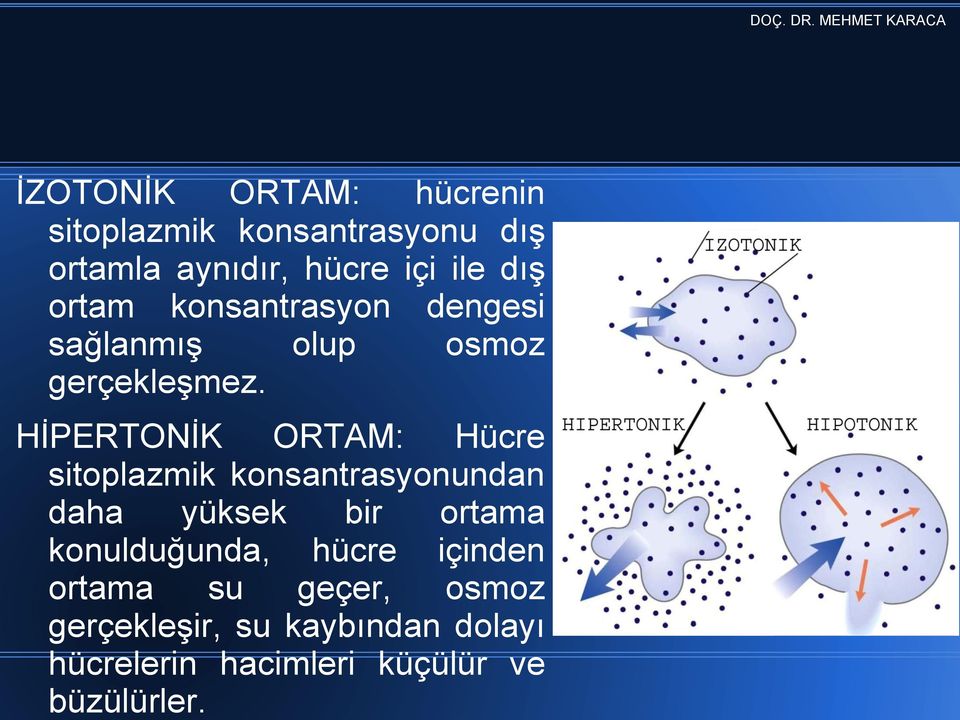 HİPERTONİK ORTAM: Hücre sitoplazmik konsantrasyonundan daha yüksek bir ortama