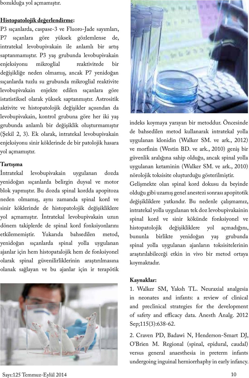 P3 yaş grubunda levobupivakain enjeksiyonu mikroglial reaktivitede bir değişikliğe neden olmamış, ancak P7 yenidoğan sıçanlarda tuzlu su grubunda mikroglial reaktivite levobupivakain enjekte edilen