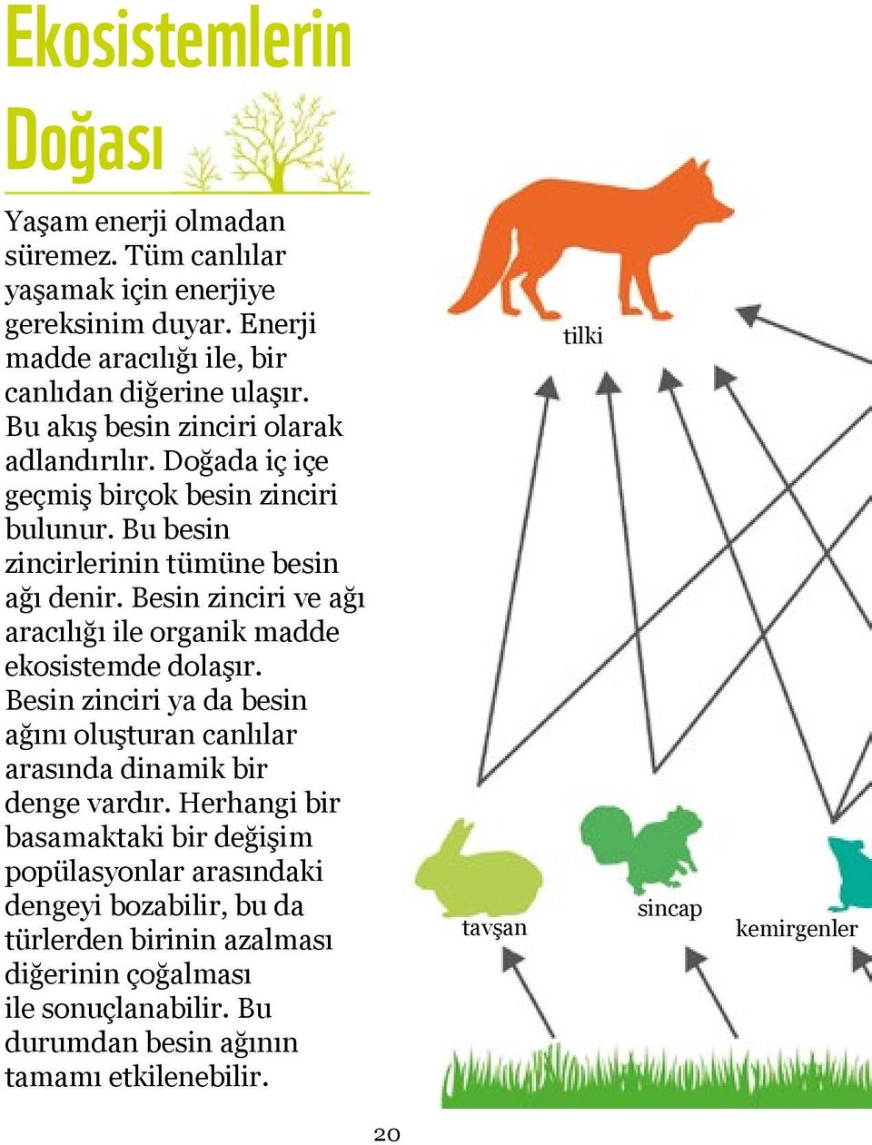 Besin zinciri ve ağı aracılığı ile organik madde ekosistemde dolaşır. Besin zinciri ya da besin ağını oluşturan canlılar arasında dinamik bir denge vardır.