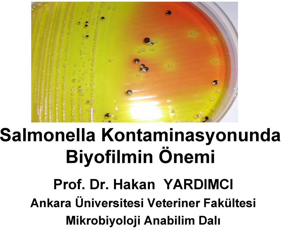 Hakan YARDIMCI Ankara Üniversitesi