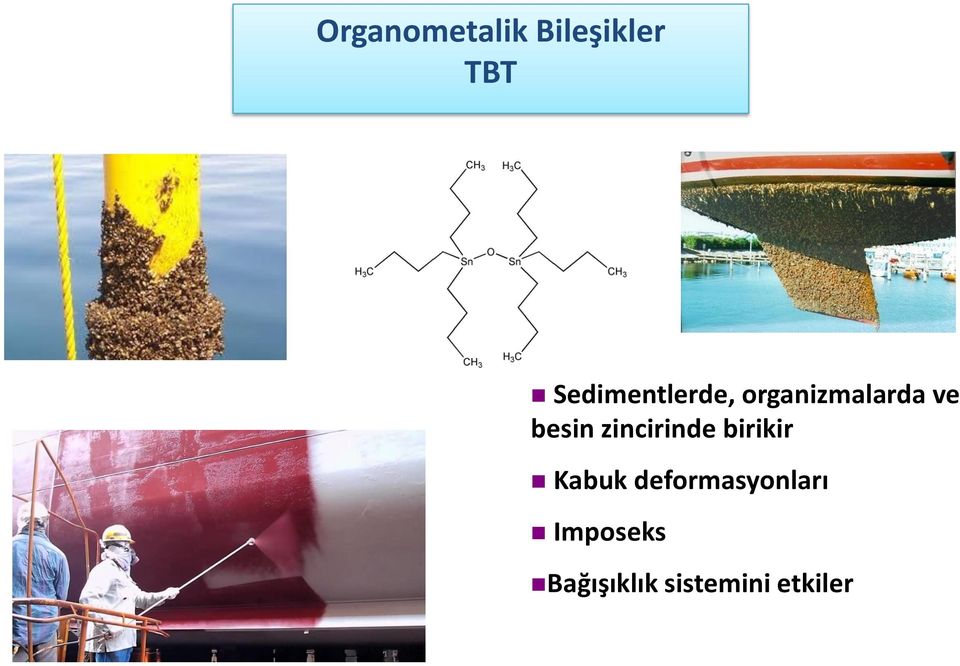 besin zincirinde birikir Kabuk