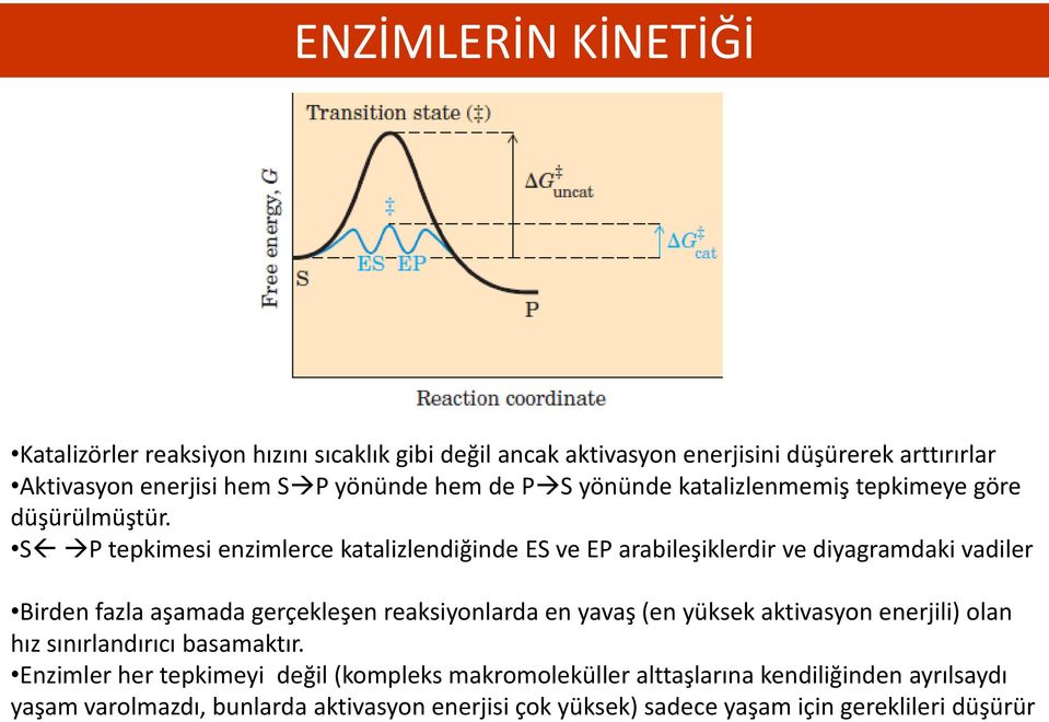 S P tepkimesi enzimlerce katalizlendiğinde ES ve EP arabileşiklerdir ve diyagramdaki vadiler Birden fazla aşamada gerçekleşen reaksiyonlarda en yavaş (en