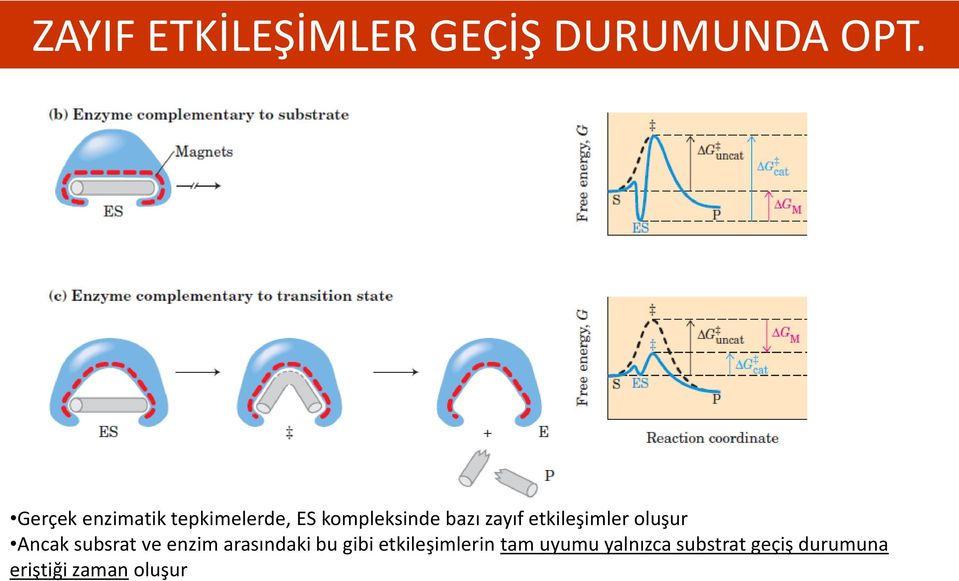 etkileşimler oluşur Ancak subsrat ve enzim arasındaki bu